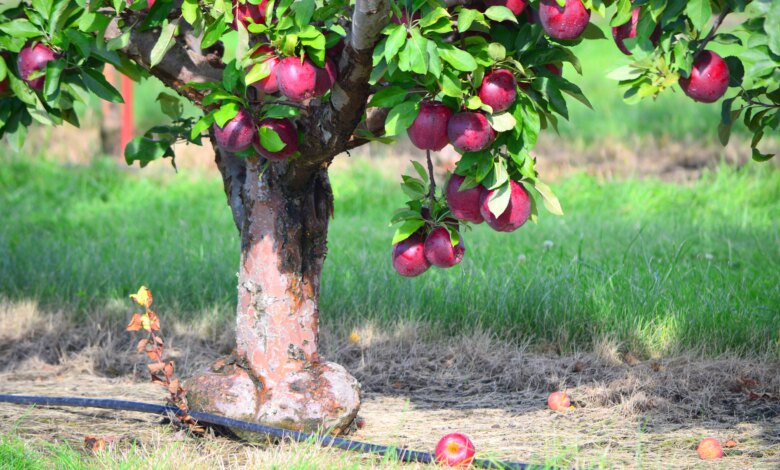 Jangan Asal Tanam, 9 Pohon Buah Ini Aman Dekat Sumur Tanpa Mengganggu Strukturnya