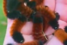 Larva Monkey Slug Moth Tampak Seperti Makhluk Asing, Ternyata Itu Trik Bertahan Hidup