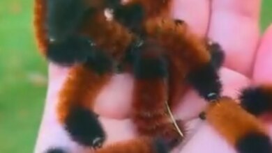 Larva Monkey Slug Moth Tampak Seperti Makhluk Asing, Ternyata Itu Trik Bertahan Hidup