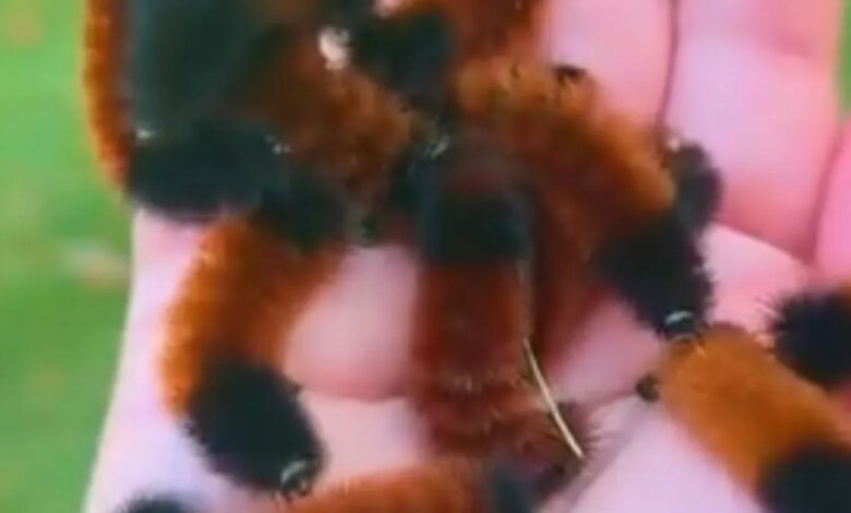 Larva Monkey Slug Moth Tampak Seperti Makhluk Asing, Ternyata Itu Trik Bertahan Hidup