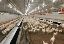 Harga Ayam Anjlok Di Kandang, Peternak Broiler Rugi Ratusan Juta Rupiah Karena HPP Melambung