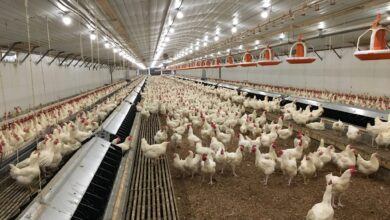 Harga Ayam Anjlok Di Kandang, Peternak Broiler Rugi Ratusan Juta Rupiah Karena HPP Melambung