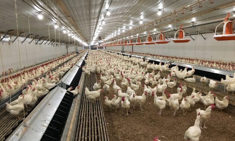 Harga Ayam Anjlok Di Kandang, Peternak Broiler Rugi Ratusan Juta Rupiah Karena HPP Melambung