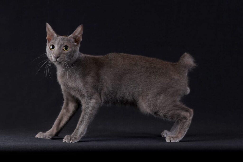 Kucing Busok Asli Raas Diakui Dunia, Wajah Juteknya Ternyata Menyimpan Banyak Kisah