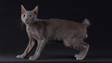 Kucing Busok Asli Raas Diakui Dunia, Wajah Juteknya Ternyata Menyimpan Banyak Kisah