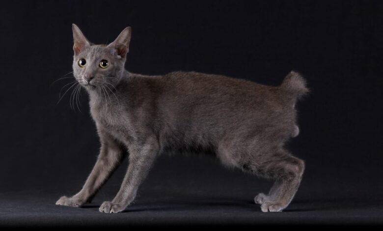 Kucing Busok Asli Raas Diakui Dunia, Wajah Juteknya Ternyata Menyimpan Banyak Kisah