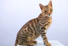 Asal Mula Kucing Bengal, Dari Kontroversi Persilangan Jadi Macan Tutul Mini yang Jinak