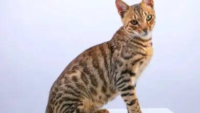 Asal Mula Kucing Bengal, Dari Kontroversi Persilangan Jadi Macan Tutul Mini yang Jinak