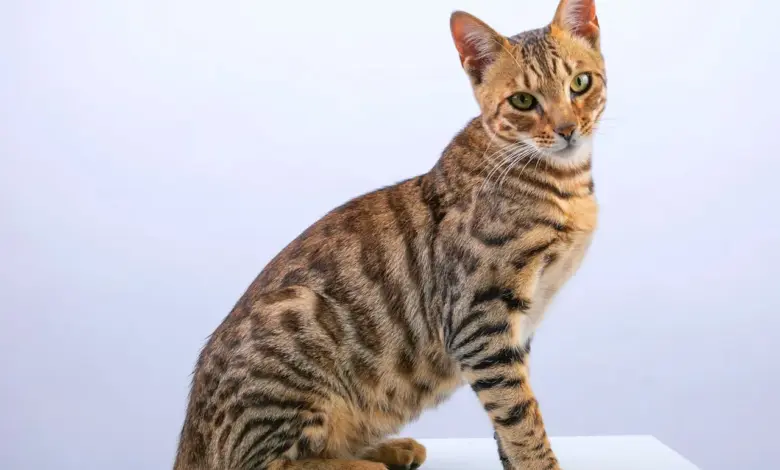 Asal Mula Kucing Bengal, Dari Kontroversi Persilangan Jadi Macan Tutul Mini yang Jinak