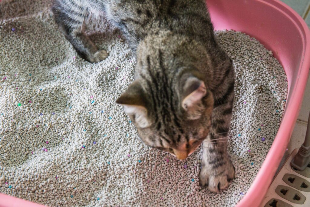 4 Fakta Ilmiah di Balik Kucing Mengubur Kotoran, Ternyata Bukan Sekadar Kebiasaan Bersih