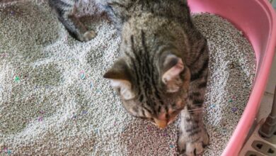 4 Fakta Ilmiah di Balik Kucing Mengubur Kotoran, Ternyata Bukan Sekadar Kebiasaan Bersih