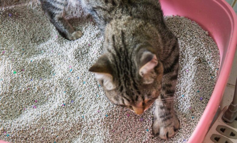 4 Fakta Ilmiah di Balik Kucing Mengubur Kotoran, Ternyata Bukan Sekadar Kebiasaan Bersih