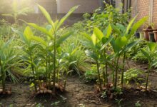 Musim Kemarau Tak Lagi Bikin Kebun Seret, 10 Bumbu Dapur Ini Tetap Subur dan Rajin Panen