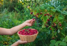 6 Prompt Gemini AI untuk Foto di Kebun Rasberi, Hasilnya Terlihat Natural dan Sinematik