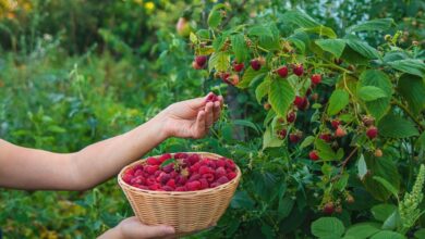6 Prompt Gemini AI untuk Foto di Kebun Rasberi, Hasilnya Terlihat Natural dan Sinematik
