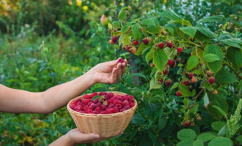 6 Prompt Gemini AI untuk Foto di Kebun Rasberi, Hasilnya Terlihat Natural dan Sinematik