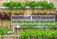 6 Tanaman Hidroponik Minimalis Ini, Bikin Rumah Terasa Lebih Segar Tanpa Ribet