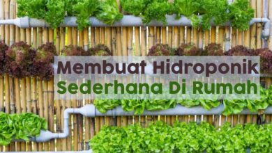 6 Tanaman Hidroponik Minimalis Ini, Bikin Rumah Terasa Lebih Segar Tanpa Ribet