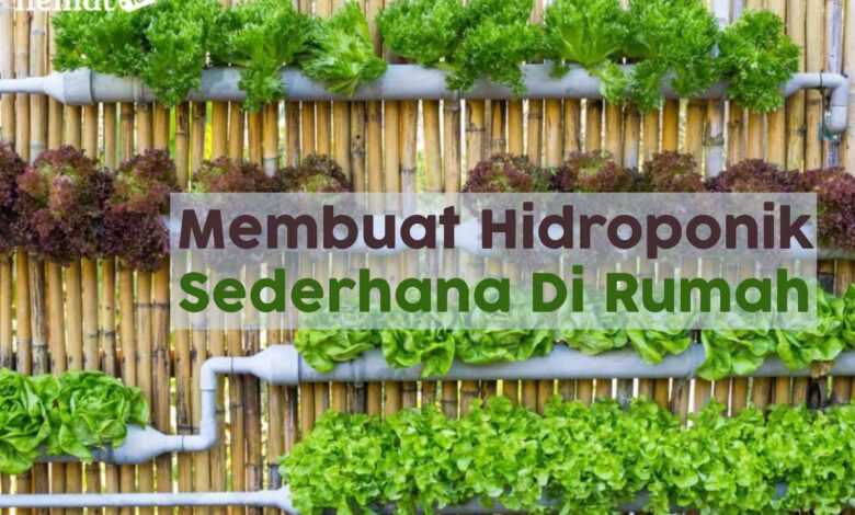 6 Tanaman Hidroponik Minimalis Ini, Bikin Rumah Terasa Lebih Segar Tanpa Ribet