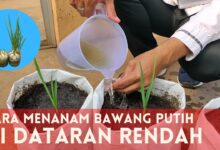 Bawang Putih Ternyata Bisa Tumbuh Di Dataran Rendah, Ini Langkah Tanamnya Yang Dipakai Yamin