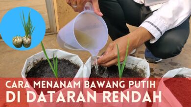 Bawang Putih Ternyata Bisa Tumbuh Di Dataran Rendah, Ini Langkah Tanamnya Yang Dipakai Yamin