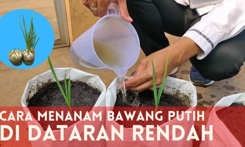 Bawang Putih Ternyata Bisa Tumbuh Di Dataran Rendah, Ini Langkah Tanamnya Yang Dipakai Yamin