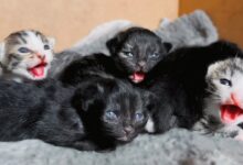 Kapan Anak Kucing Membuka Mata, Ternyata Tak Serentak Dan Ada Tanda Yang Perlu Dipantau