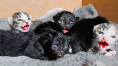 Kapan Anak Kucing Membuka Mata, Ternyata Tak Serentak Dan Ada Tanda Yang Perlu Dipantau