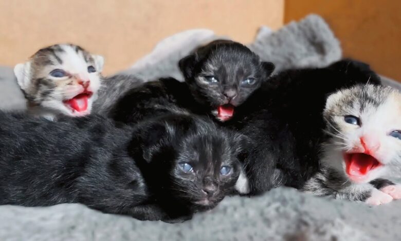 Kapan Anak Kucing Membuka Mata, Ternyata Tak Serentak Dan Ada Tanda Yang Perlu Dipantau