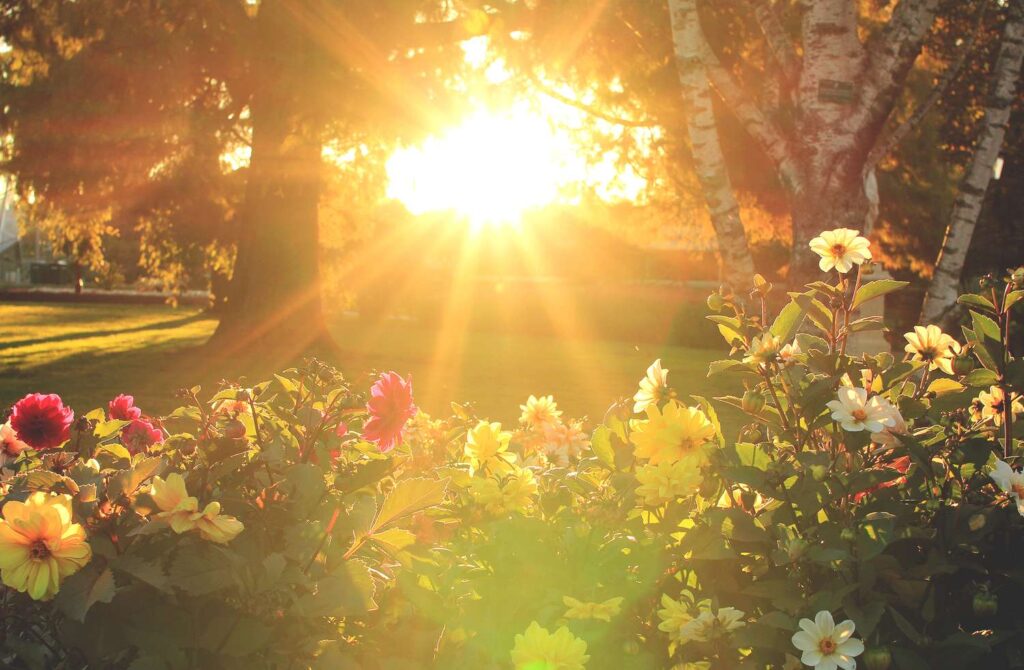6 Prompt Gemini AI Bikin Foto Berkebun Terlihat Nyata, Hasilnya Hangat dan Hidup