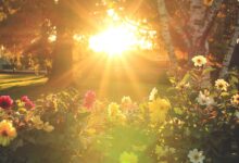 6 Prompt Gemini AI Bikin Foto Berkebun Terlihat Nyata, Hasilnya Hangat dan Hidup