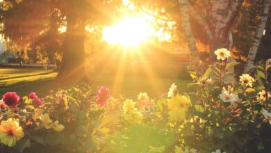 6 Prompt Gemini AI Bikin Foto Berkebun Terlihat Nyata, Hasilnya Hangat dan Hidup