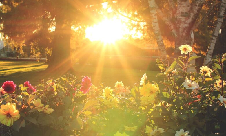 6 Prompt Gemini AI Bikin Foto Berkebun Terlihat Nyata, Hasilnya Hangat dan Hidup