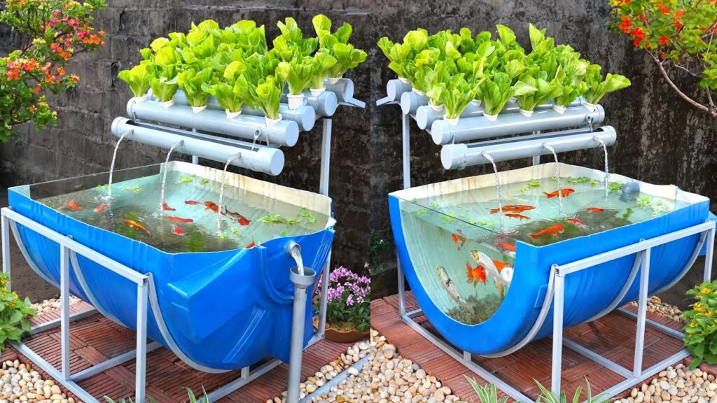 5 Ikan yang Tetap Bisa Dipanen dari Pekarangan Sempit, Modal Ember Peluang Penghasilan