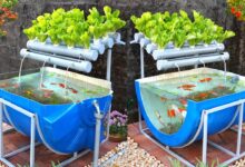 5 Ikan yang Tetap Bisa Dipanen dari Pekarangan Sempit, Modal Ember Peluang Penghasilan