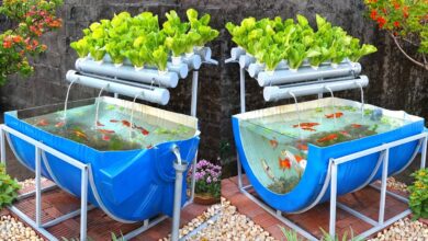 5 Ikan yang Tetap Bisa Dipanen dari Pekarangan Sempit, Modal Ember Peluang Penghasilan