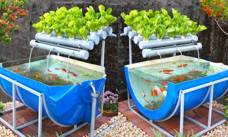 5 Ikan yang Tetap Bisa Dipanen dari Pekarangan Sempit, Modal Ember Peluang Penghasilan