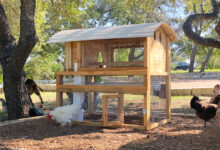 7 Model Kandang Ayam 1x2 dari Baja Ringan dan Atap PVC, Rapi di Lahan Sempit Tetap Nyaman untuk Ayam
