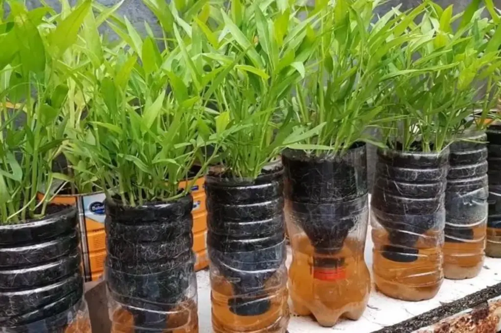 Kangkung Bisa Dipanen Dalam Dua Minggu, Cara Paling Mudah Menanamnya Di Rumah