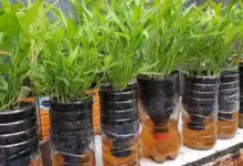 Kangkung Bisa Dipanen Dalam Dua Minggu, Cara Paling Mudah Menanamnya Di Rumah