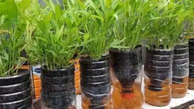 Kangkung Bisa Dipanen Dalam Dua Minggu, Cara Paling Mudah Menanamnya Di Rumah