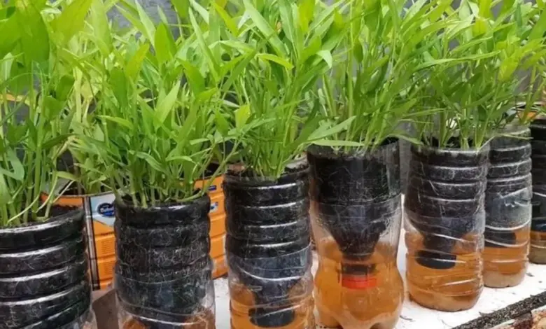 Kangkung Bisa Dipanen Dalam Dua Minggu, Cara Paling Mudah Menanamnya Di Rumah
