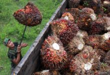 B50 Siap Meluncur 1 Juli 2026, Solar Sawit Baru Ini Janjikan Dampak Besar