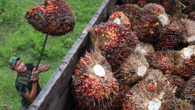 B50 Siap Meluncur 1 Juli 2026, Solar Sawit Baru Ini Janjikan Dampak Besar