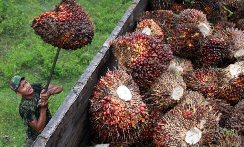 B50 Siap Meluncur 1 Juli 2026, Solar Sawit Baru Ini Janjikan Dampak Besar