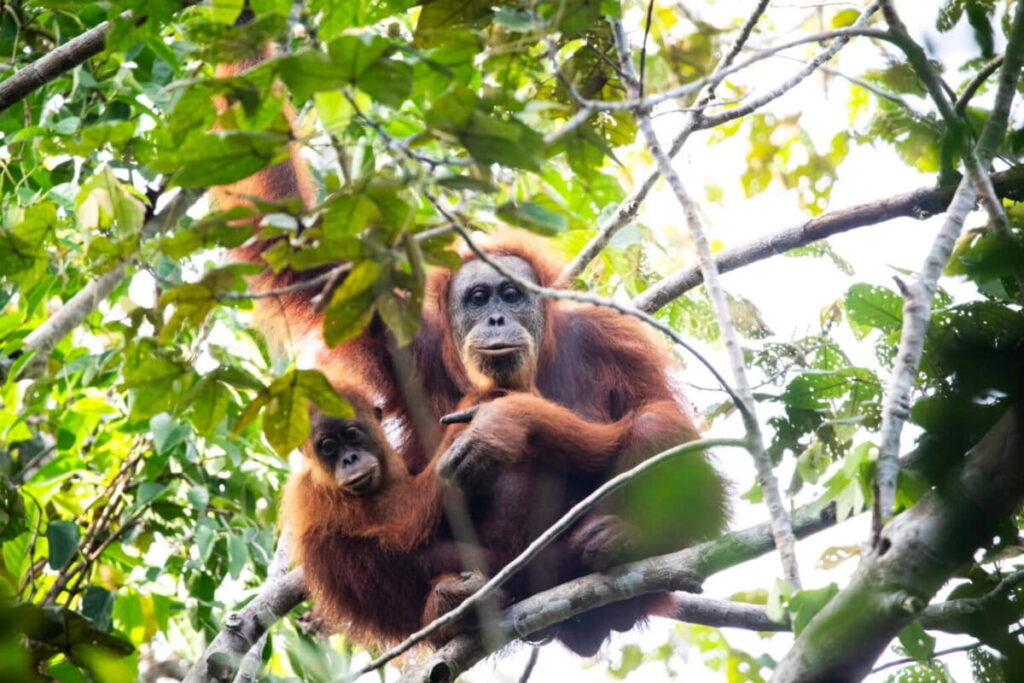 58 Orangutan Sumatra Tewas Seketika, Lumpur Topan Senyar Kian Mengancam Habitatnya