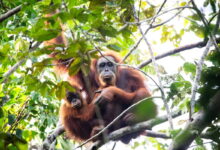 58 Orangutan Sumatra Tewas Seketika, Lumpur Topan Senyar Kian Mengancam Habitatnya