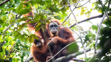 58 Orangutan Sumatra Tewas Seketika, Lumpur Topan Senyar Kian Mengancam Habitatnya