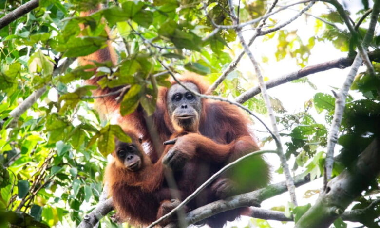 58 Orangutan Sumatra Tewas Seketika, Lumpur Topan Senyar Kian Mengancam Habitatnya
