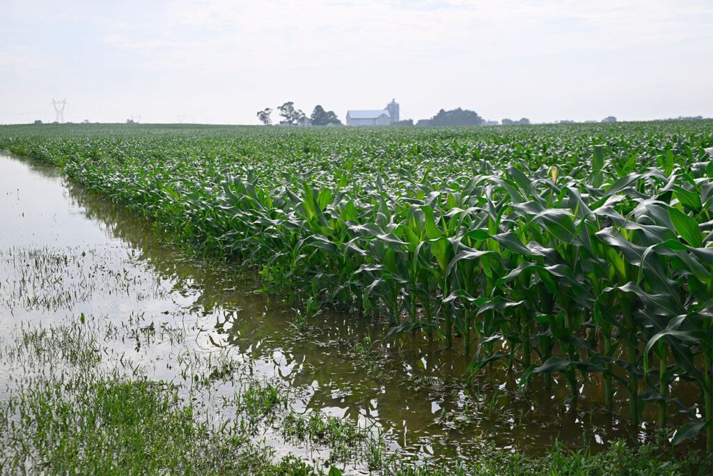 Sawah Sering Tergenang Bukan Akhir, 15 Pohon Buah Ini Justru Bisa Tambah Penghasilan Petani